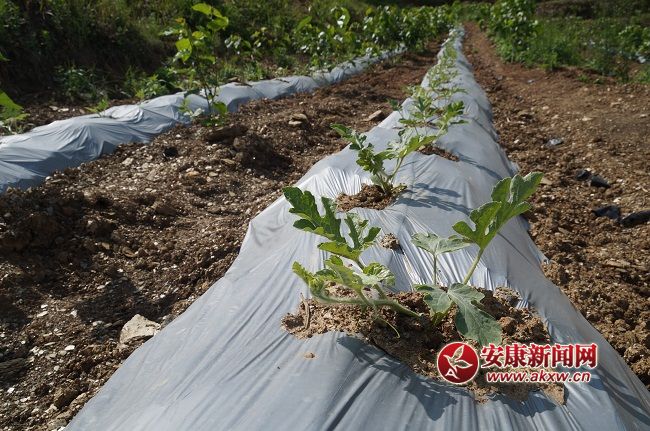 һL(zhng)(sh)ϲˣYֽB@һN ۵ă(yu)|(zh)ƷNĿǰЈ(chng)ϡȱۃr(ji)(hu)ͨƷNϡ.JPG