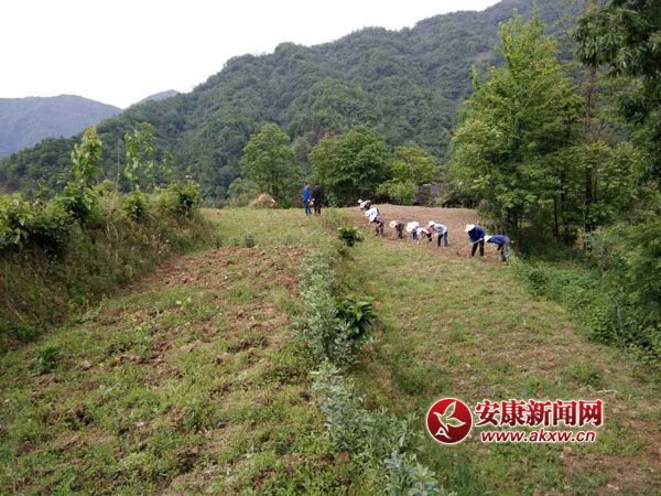 高橋鎮(zhèn)中藥材種植基地鋤草培苗現(xiàn)場.jpg