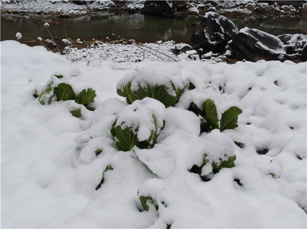 農(nóng)戶菜園里被雪淹沒(méi)的大白菜.jpg