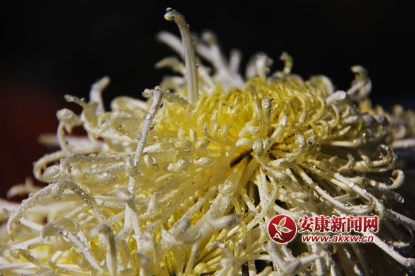 9ջʢ_磬ƢӭL(fng)ŭţ׿ȻSٻͬݣcٻ(zhng)c(zhng)scĺɠ(zhng)G