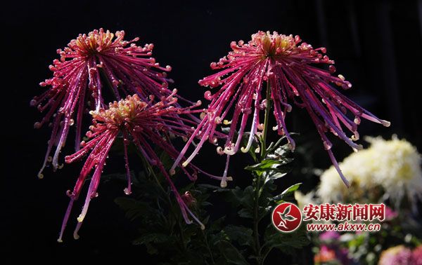 2ջʒɪL(fng)Џ㣬׌c(din)ļ(ji)ˎ׷͜ɫջ_ûF(tun)\(zhng)涷G׌pĐĿĕ